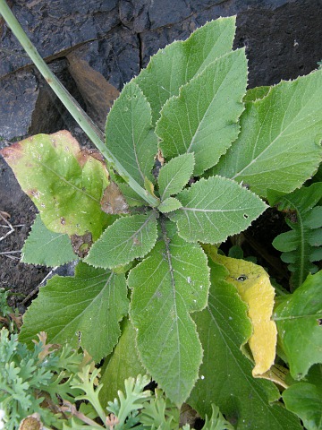 Crambe scaberrima