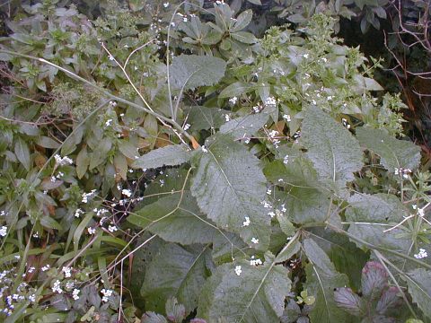 Crambe strigosa