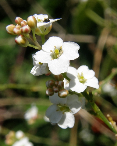 Crambe tamadabensis