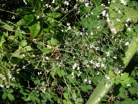 Crambe tamadabensis