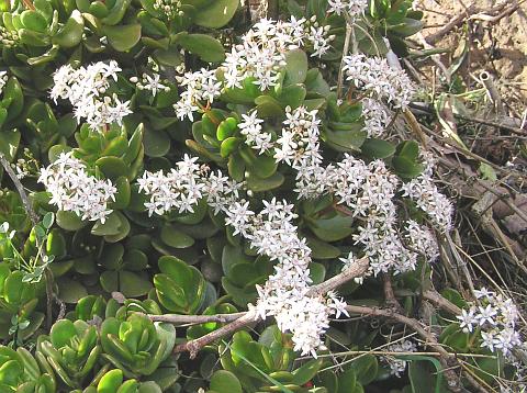 Crassula argentea