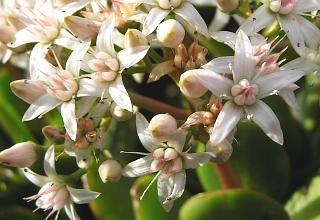 Crassula argentea