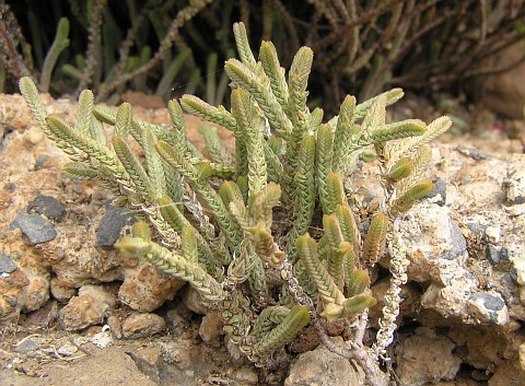 Crassula lycopodioides