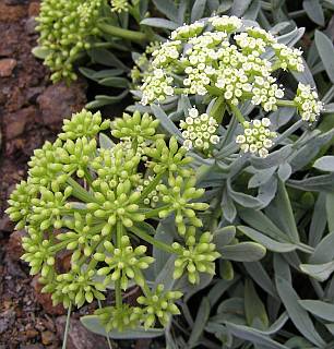 Flores y frutos de Crithmum maritimum