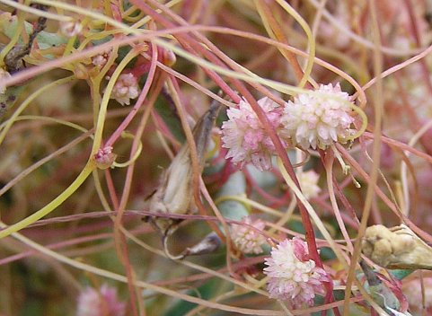 Cuscuta approximata