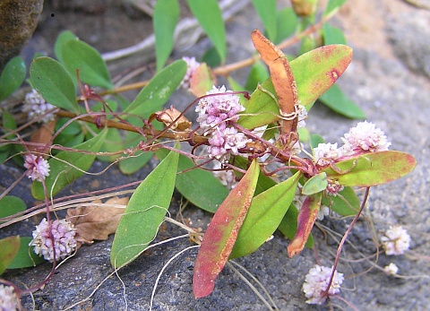 Cuscuta planiflora