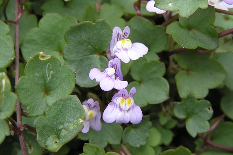 Cymbalaria muralis