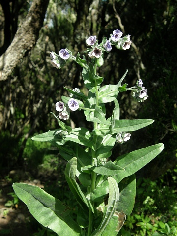 Cynoglossum creticum