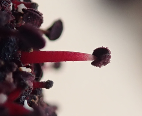 Flor de
            Cynomorium coccineum