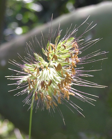 Cynosurus echinatus