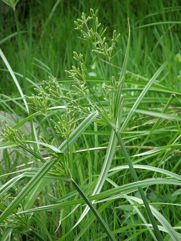 Cyperus alopecuroides