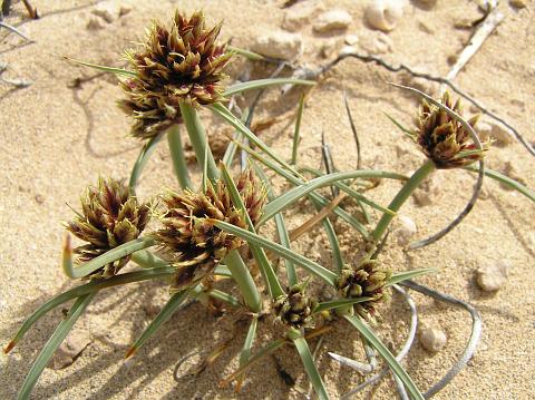 Cyperus capitatus