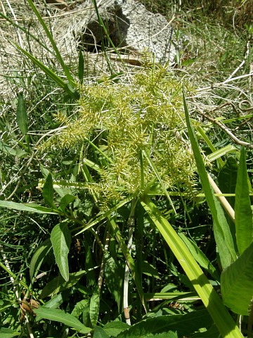 Cyperus esculentus