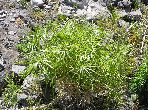 Cyperus involucratus