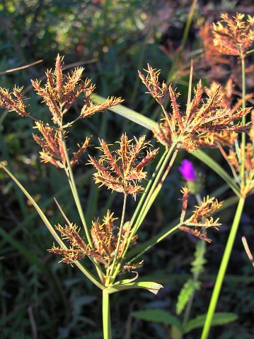 Cyperus longus