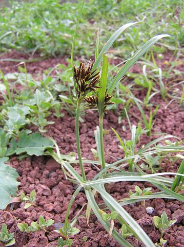 Cyperus rotundus