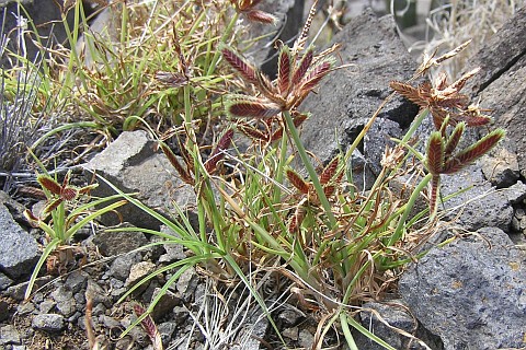 Cyperus teneriffae