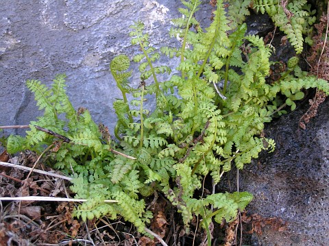 Cystopteris viridula