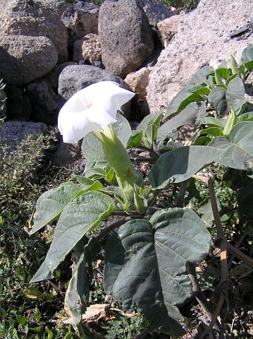 Datura innoxia