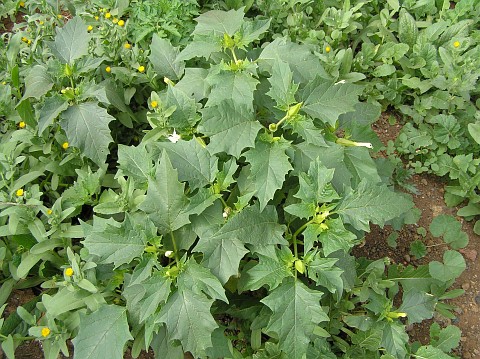 Datura stramonium