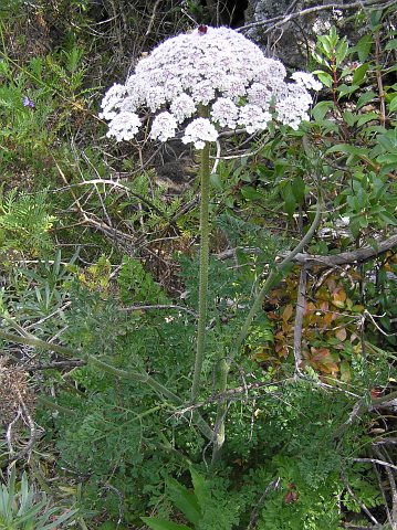 Daucus carota ssp.maximus