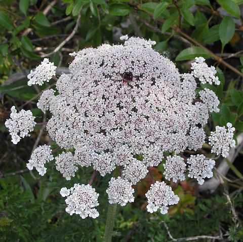 Inflorescencia de Daucus carota ssp.maximus