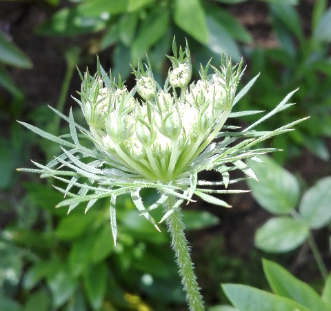 Daucus carota