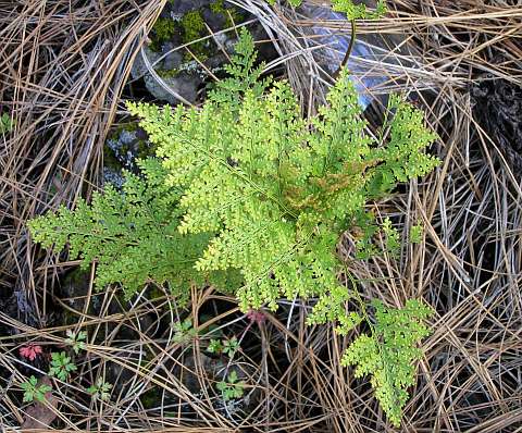 Davallia canariensis