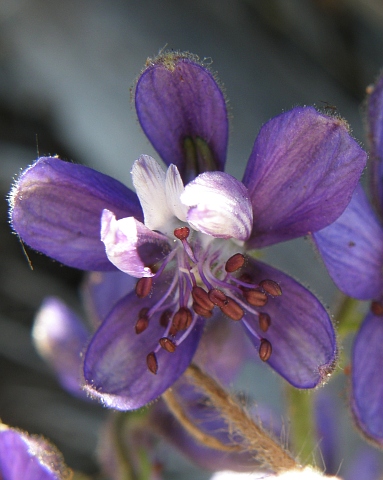 Delphinium staphisagria