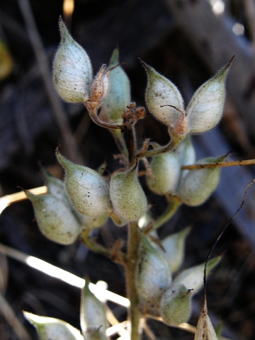 Delphinium staphisagria