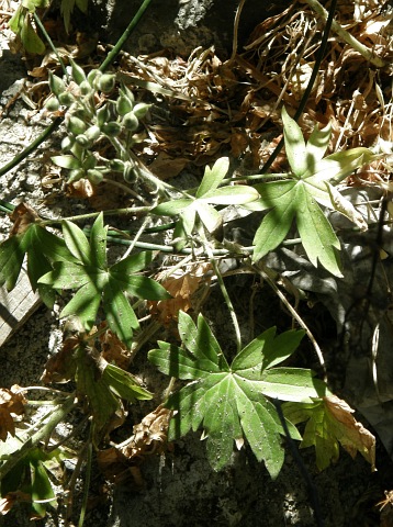 Delphinium staphisagria