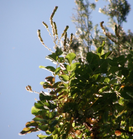 Dendriopoterium menendezii