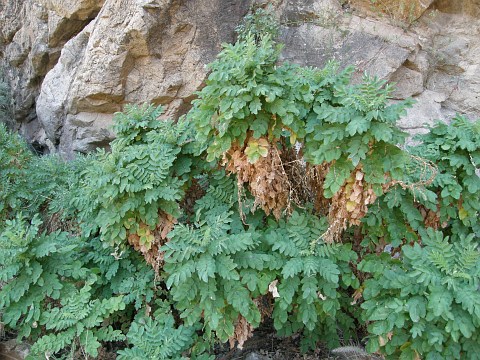 Dendriopoterium pulidoi