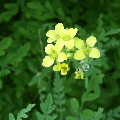 Descurainia artemisioides