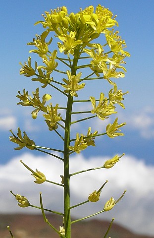 Inflorescencia de Descurainia bourgeauana