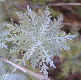 Hojas de Descurainia lemsii