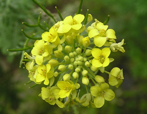 Inflorescencia de Descurainia millefolia