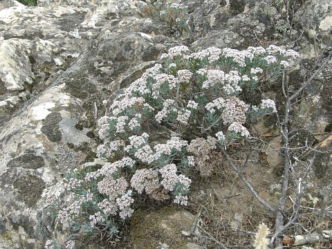 Dicheranthus plocamoides