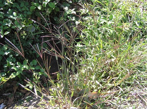 Digitaria sanguinalis