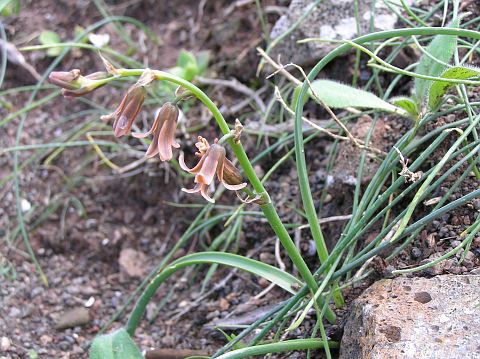 Dipcadi serotinum