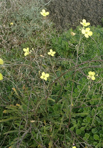 Diplotaxis tenuifolia