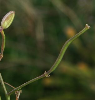 Fruto de Diplotaxis tenuifolia