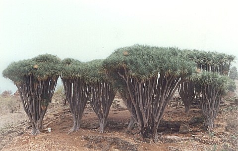 Dracaena draco