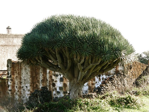 Dracaena draco