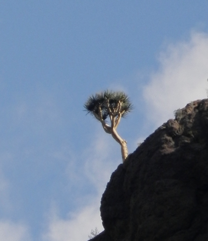 Dracaena tamaranae