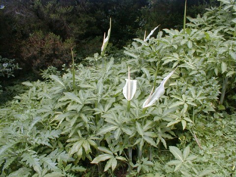 Dracunculus canariensis