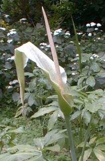 Detalle de la inflorescencia