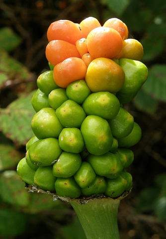 Dracunculus canariensis