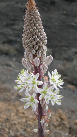 Drimia maritima