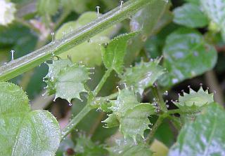 Frutos de Drusa glandulosa